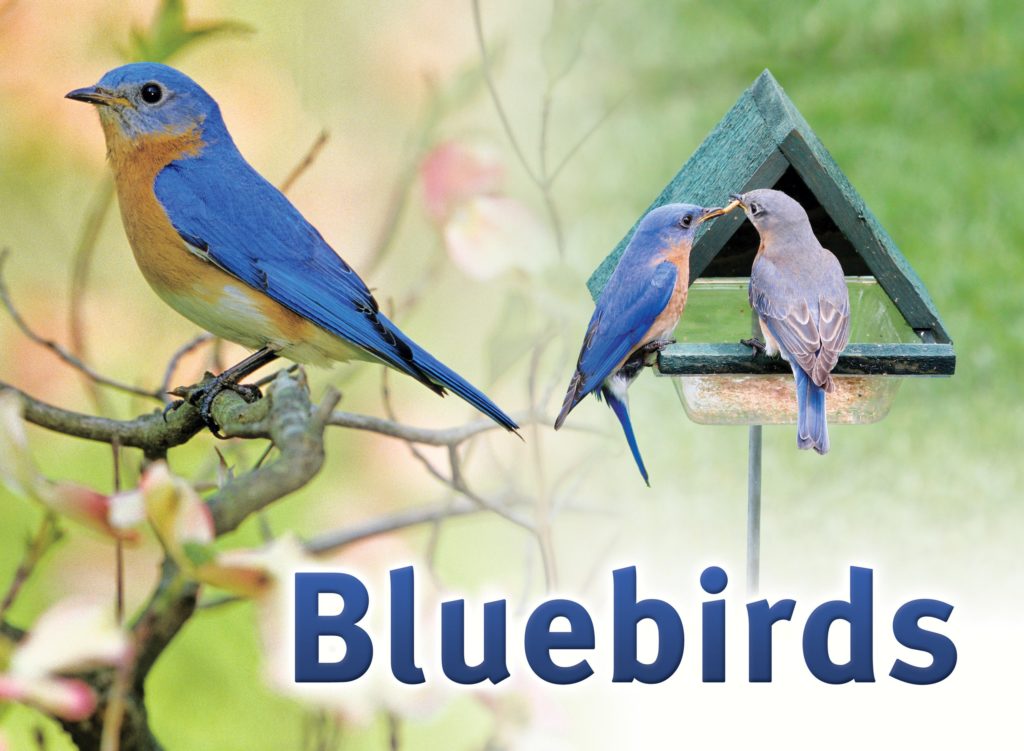 Attract Bluebirds to Your Backyard Songbird Station