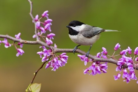 Attract Black-Capped Chickadees to Your Backyard - Songbird Station: