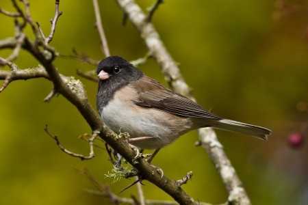 Attract Dark-Eyed Juncos to Your Backyard - Songbird Station