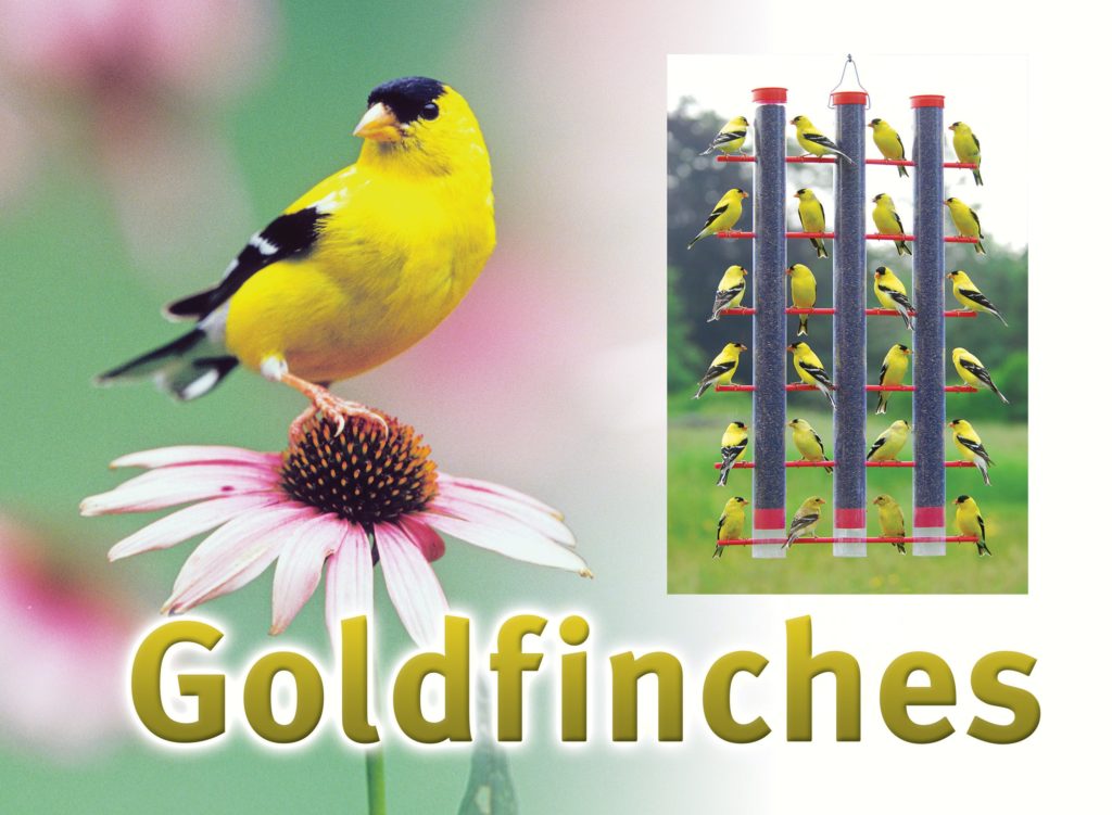 Attract Goldfinches to Your Backyard Songbird Station