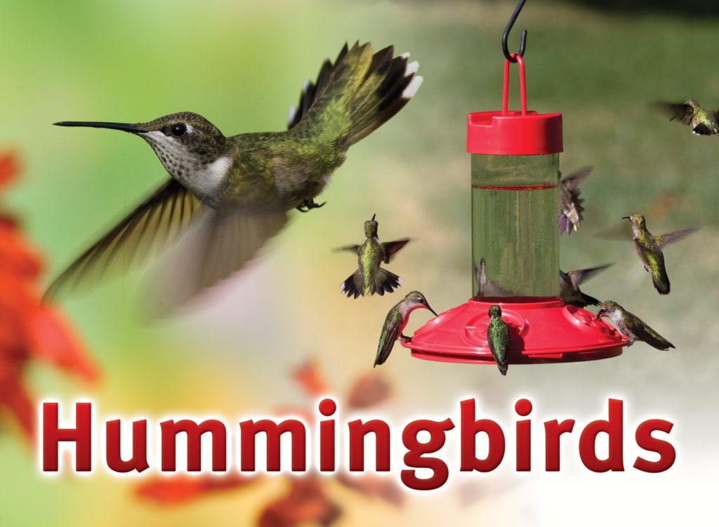 Attract Hummingbirds To Your Backyard Songbird Station