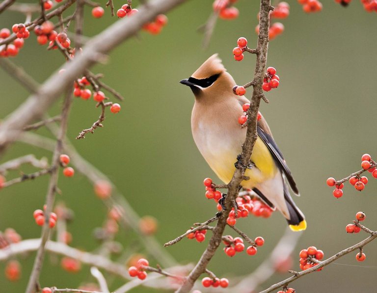 Wintering Birds of Missouri Songbird Station