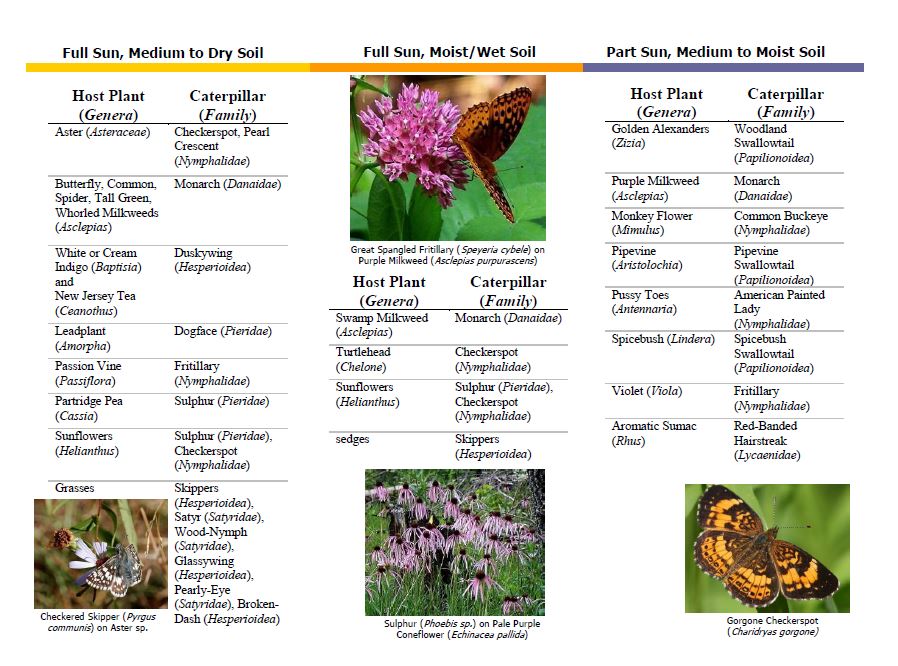 Central Missouri Native Host Plants for Butterflies - Songbird Station