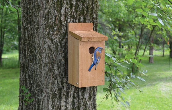 Pack of 4 Songbird Essentials Bluebird Nest Lifts 