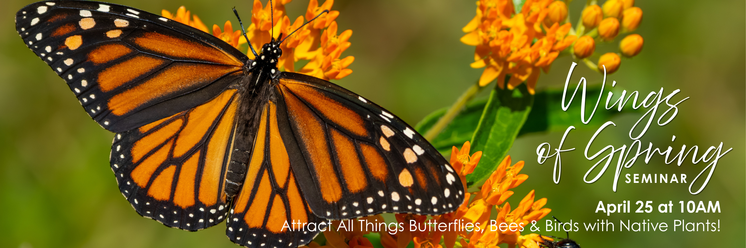 Wings of Spring Native Plant Seminar: Attract Butterflies, Bees & More!