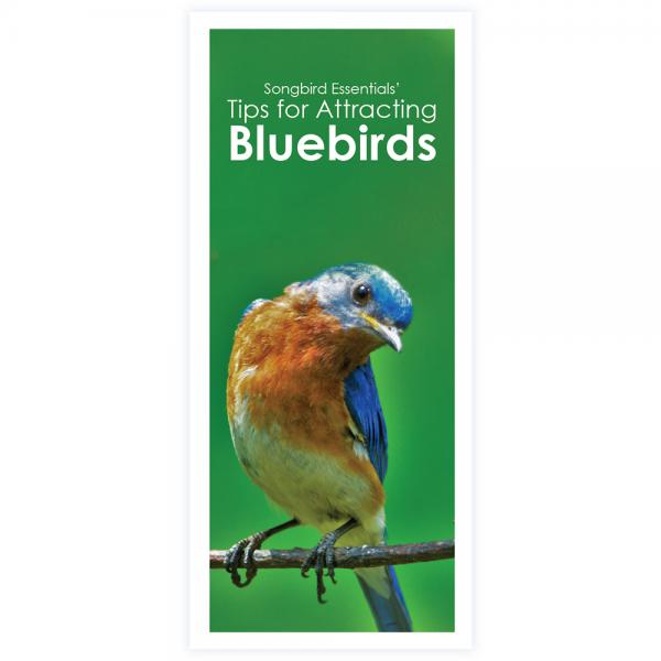 Tips for Attracting Bluebirds 