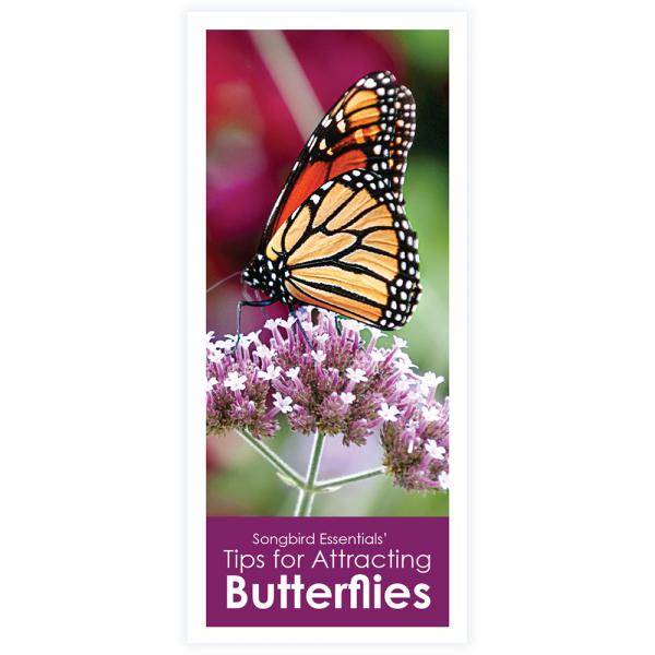 Tips for Attracting Butterflies 