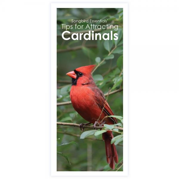 Tips for Attracting Cardinals 