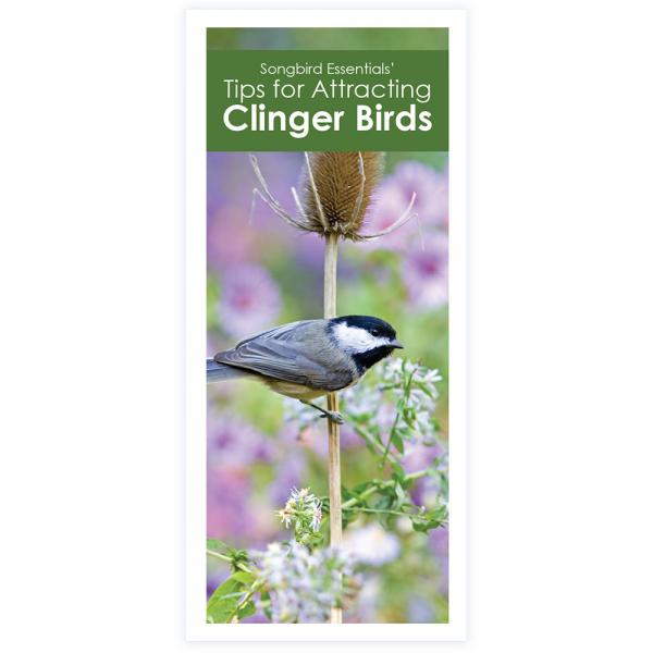 Tips for Attracting Clinging Birds 