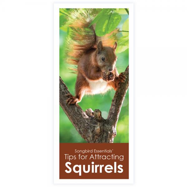 Tips for Attracting Squirrels 