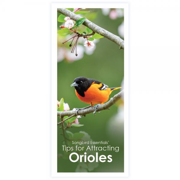 Tips for Attracting Orioles 